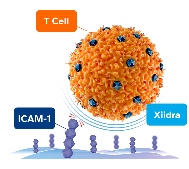 Xiidra blocks t-cell activation at multiple sites graphic.