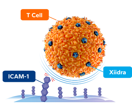 Xiidra blocks t-cell activation at multiple sites graphic.