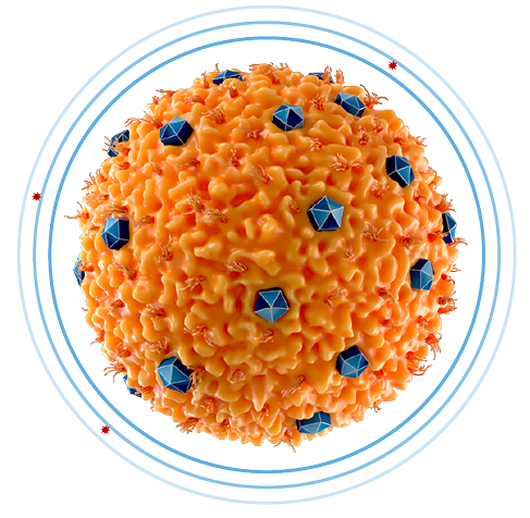Xiidra reduces release of proinflammatory cytokines graphic.