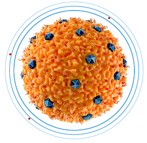 Xiidra reduces release of proinflammatory cytokines graphic.